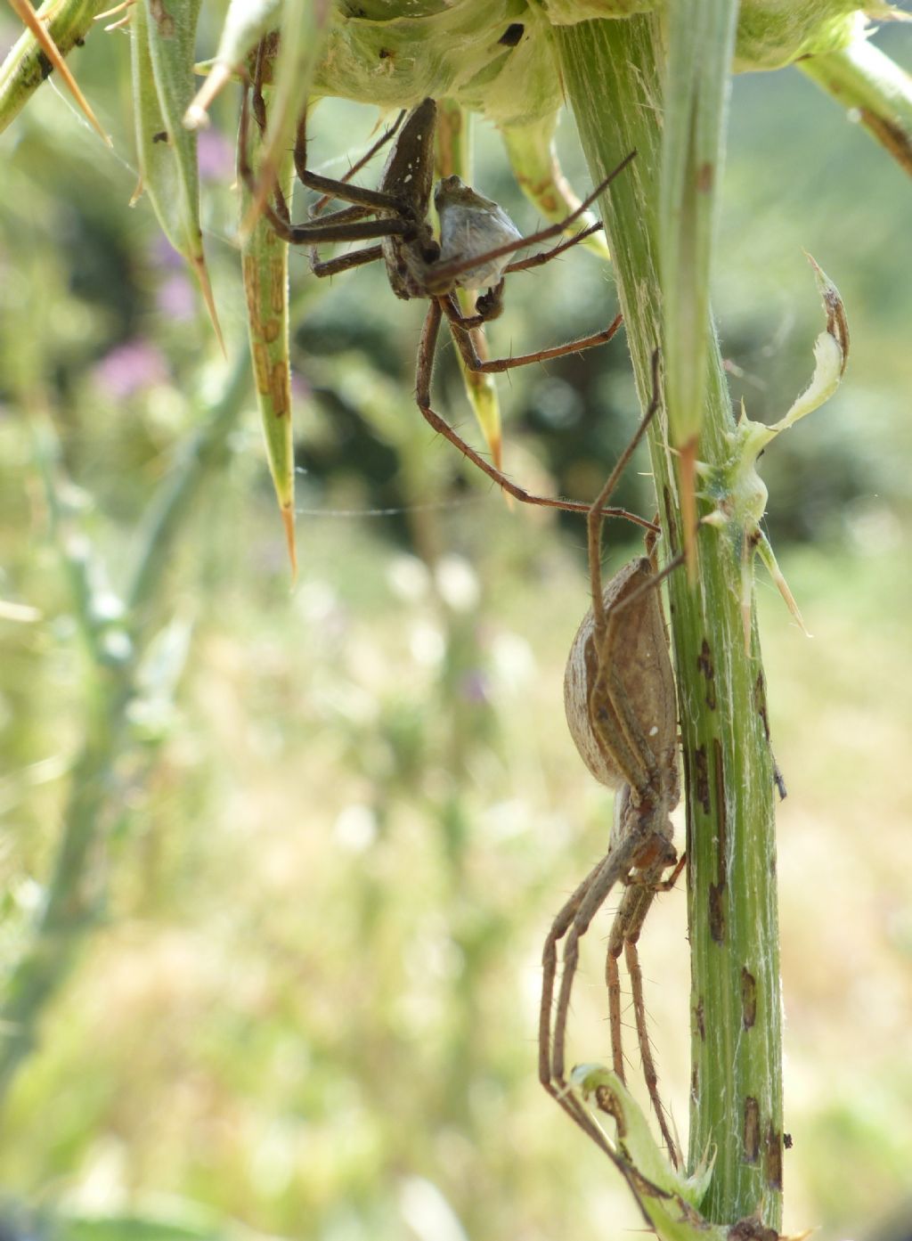 Pisaura cfr mirabilis, corteggiamento